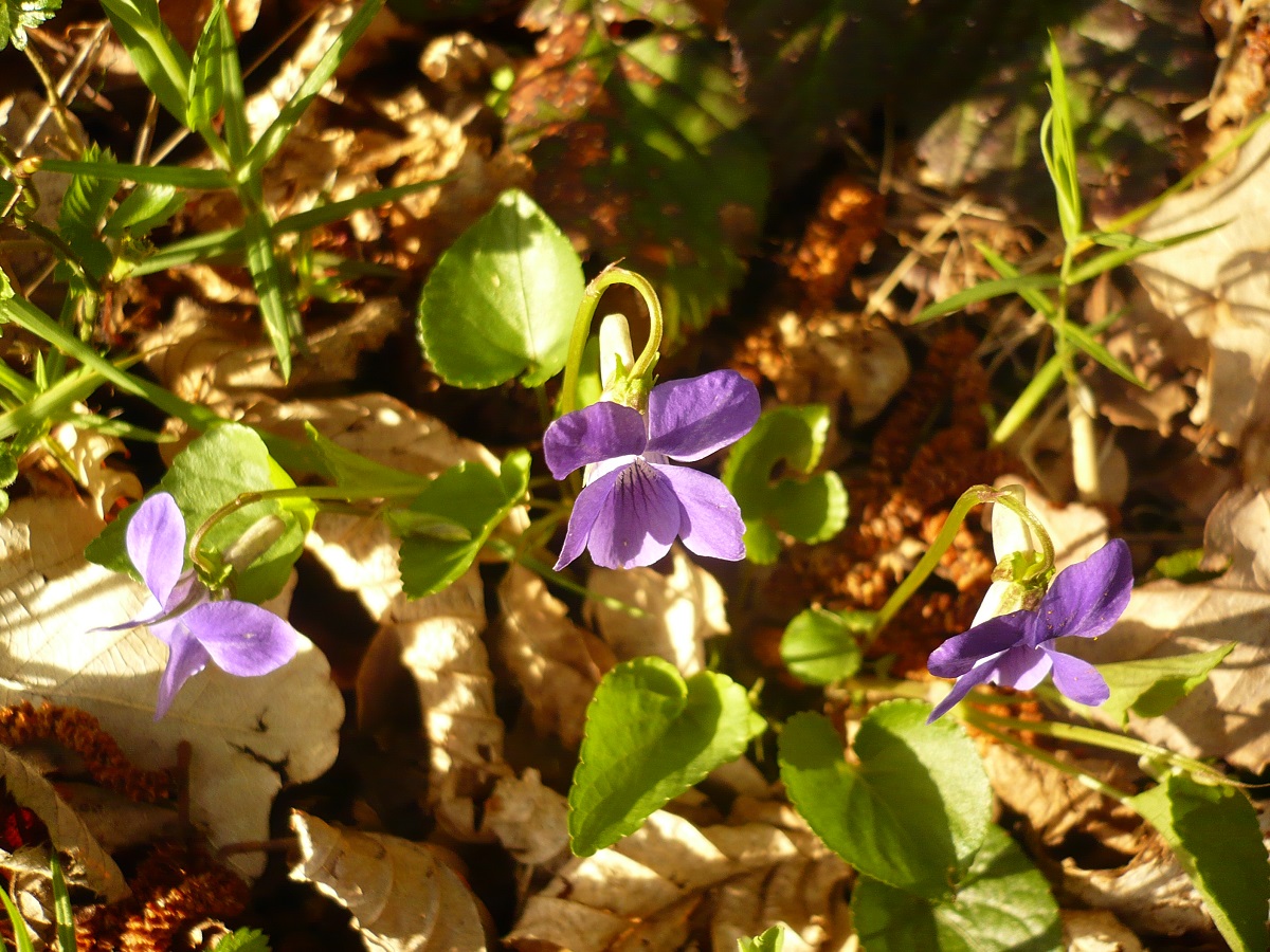 Viola canina subsp. canina (Violaceae)